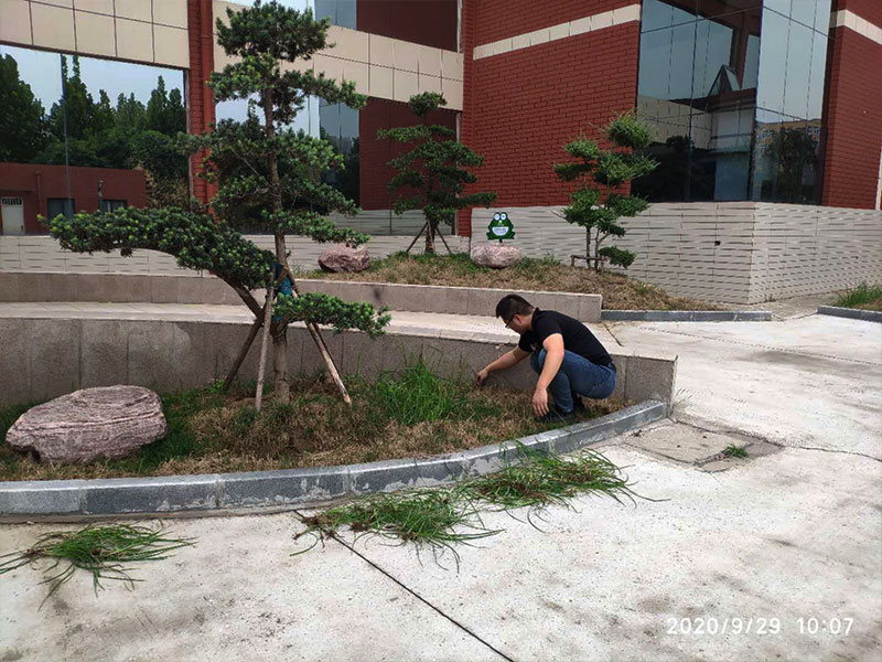 “美化环境、从我做起”义务劳动 河南富春建设工程有限公司总部除草活动